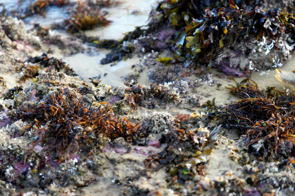 Mystery Bay, Eurobodalla National Park, New South Wales, Australia 30