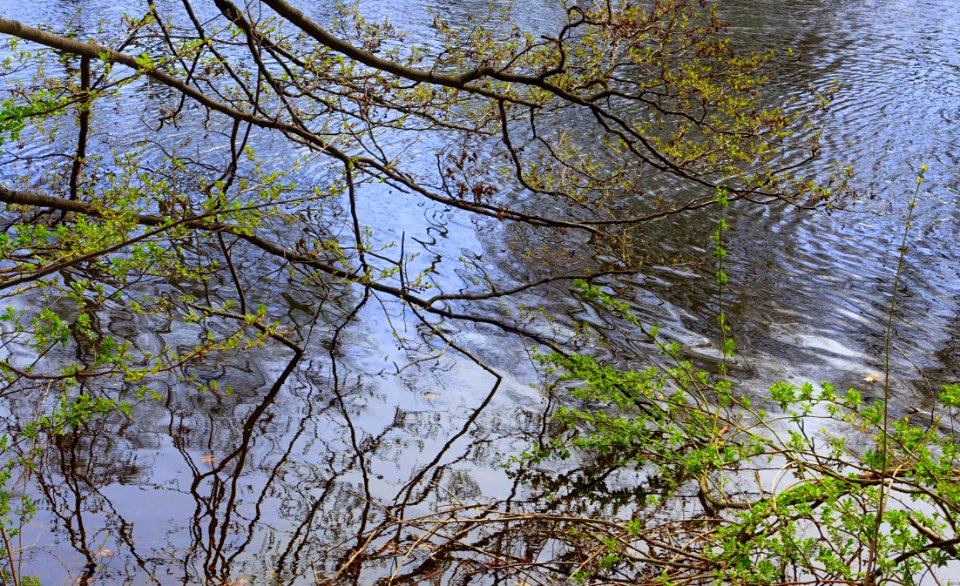 Mystic River - Arlington, MA - DSC00736