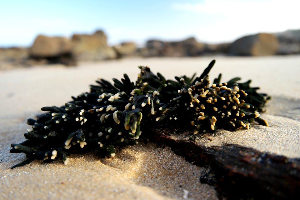 Mystery Bay, Eurobodalla National Park, New South Wales, Australia 16