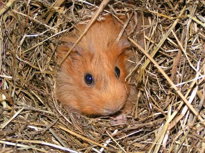 Cute rodent nager