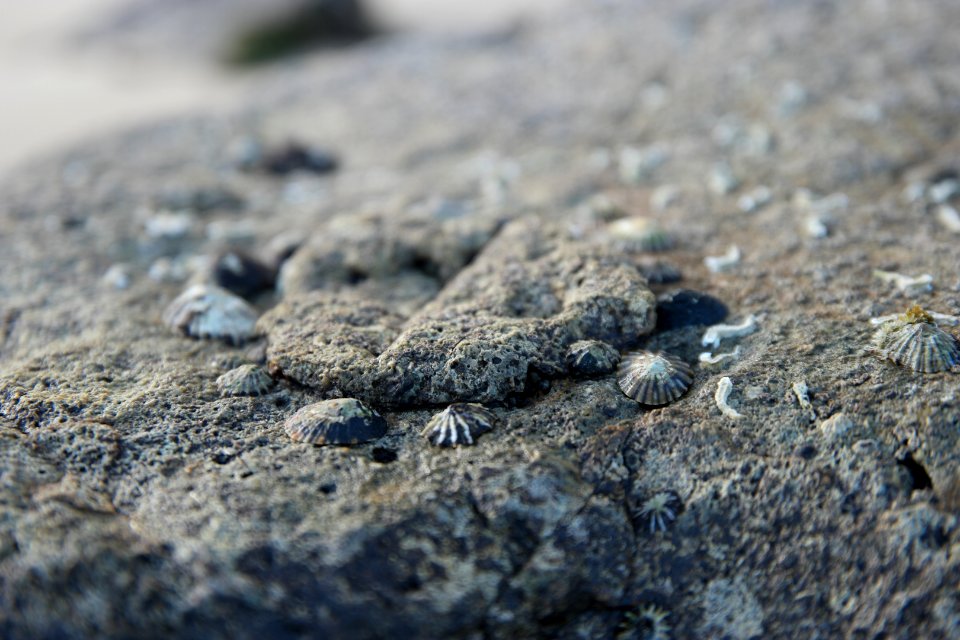 Mystery Bay, Eurobodalla National Park, New South Wales, Australia 27