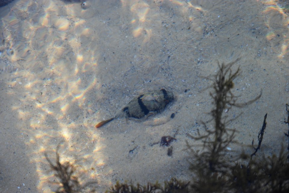 Mystery Bay, Eurobodalla National Park, New South Wales, Australia 45
