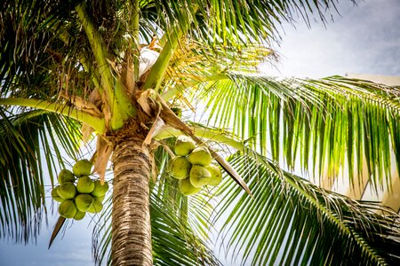 Tree palm coconuts