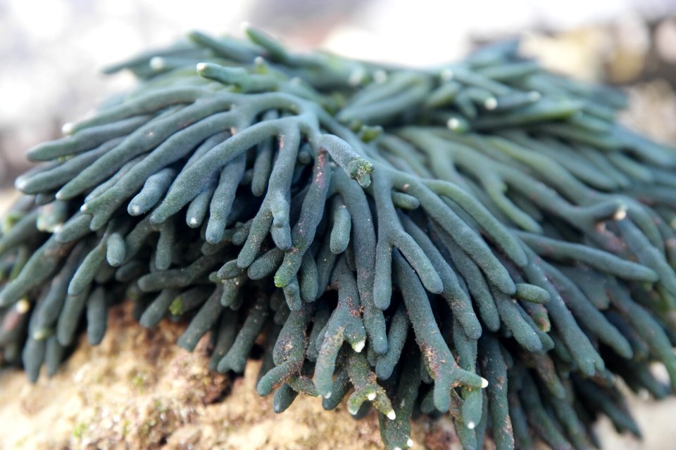 Mystery Bay, Eurobodalla National Park, New South Wales, Australia 22