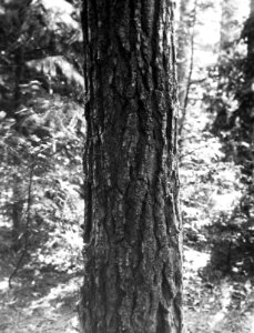 Naaldhout, bomen, bossen, lanen, botanisch, pinus nigra corsicana, Bestanddeelnr 193-0497