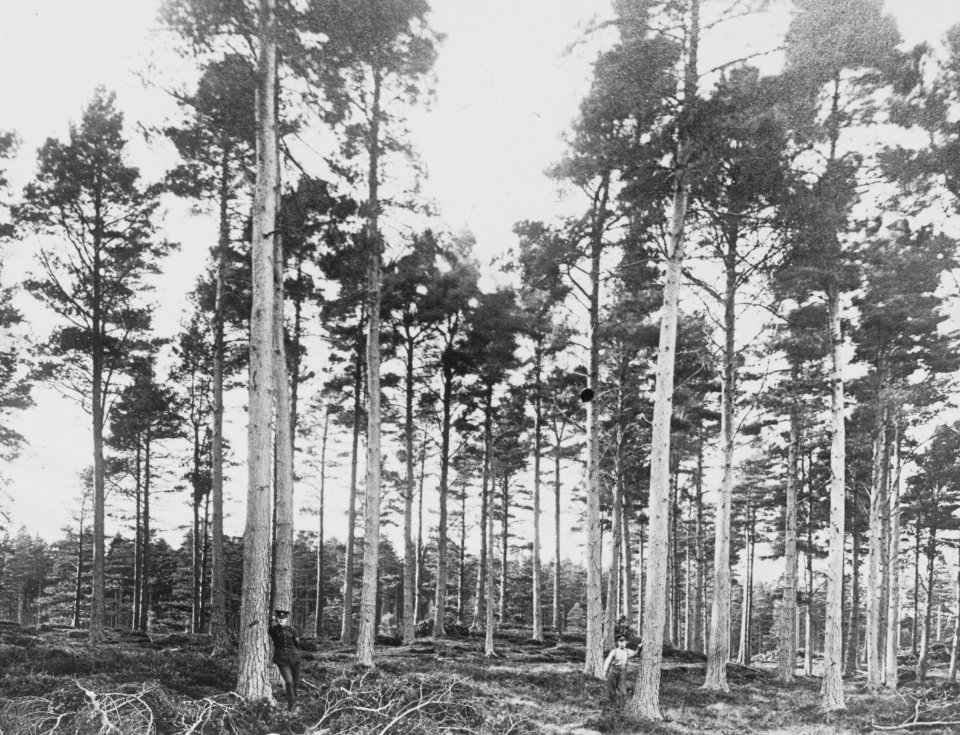 Naaldhout, bomen, bossen, lanen, botanisch, pijnbos, Groot-Brittannië, Bestanddeelnr 194-0528