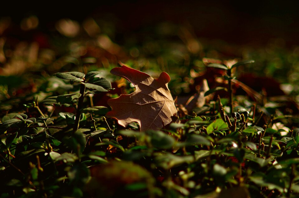 Nature autumn nature autumn leaf