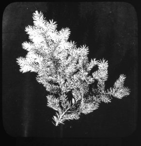 Naaldhout, bomen, bossen, lanen, botanisch, picea pungens, Bestanddeelnr 193-0446