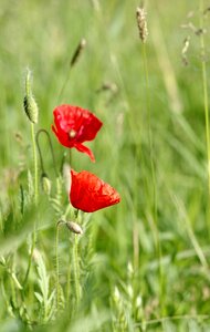 Flowers meadow grass photo