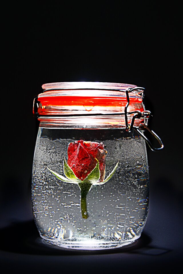 Freeze rose blooms red rose