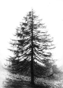 Naaldhout, bomen, bossen, lanen, botanisch, larix decidua, europese larix, Bestanddeelnr 194-0713