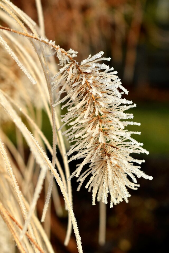 Autumn hoarfrost frozen
