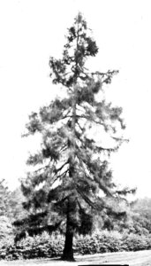 Naaldhout, bomen, bossen, lanen, botanisch, larix decidua, Bestanddeelnr 193-0474