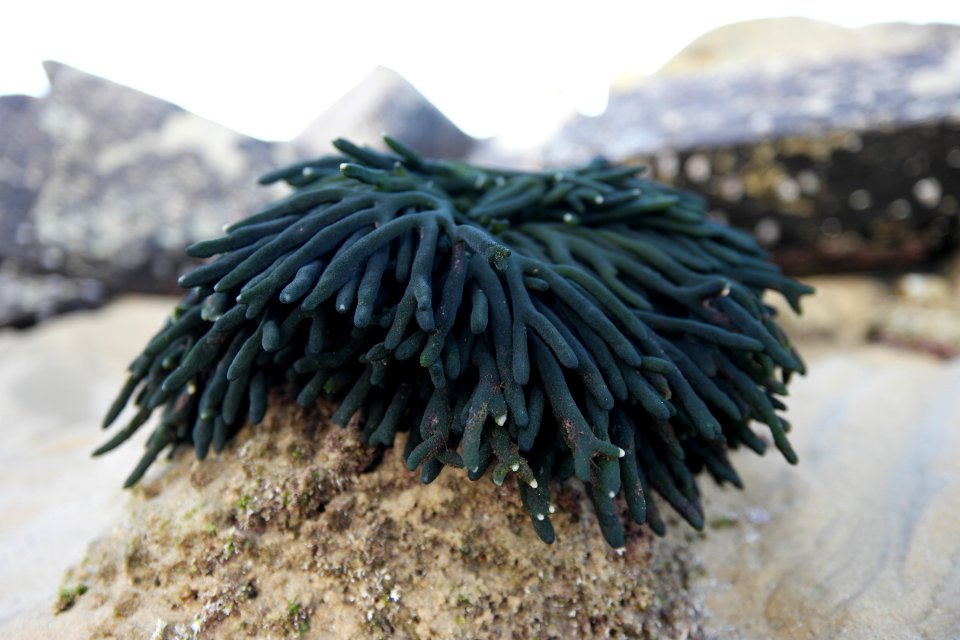 Mystery Bay, Eurobodalla National Park, New South Wales, Australia 21