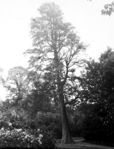Naaldhout, bomen, bossen, lanen, botanisch, taxodium distichum, Bestanddeelnr 193-0524