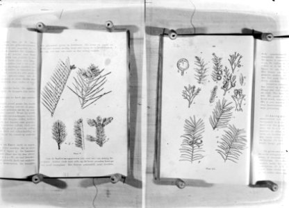 Naaldhout, juniperus, taxus, cephalotaxus, Bestanddeelnr 253-7091