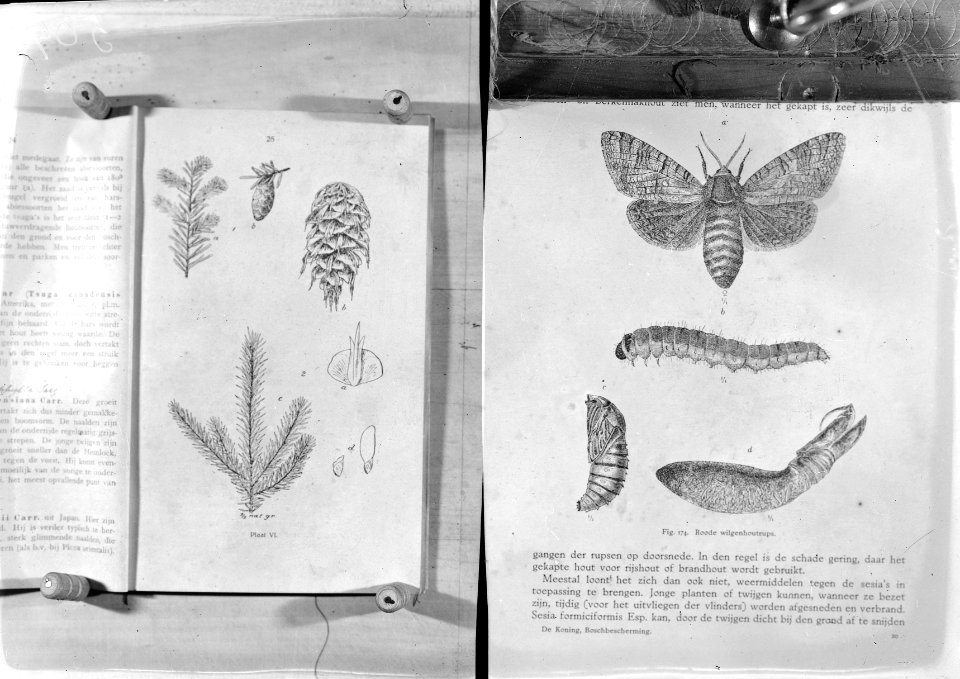 Naaldhout, insekten, rode wilgenhoutrups, Bestanddeelnr 253-7090