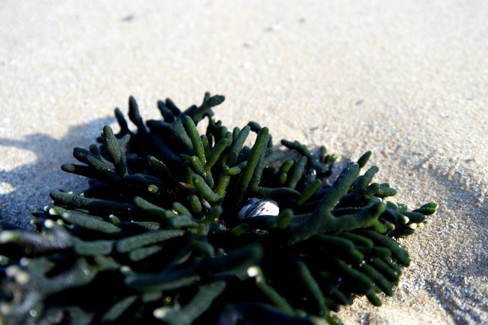 Mystery Bay, Eurobodalla National Park, New South Wales, Australia 15