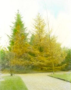 Naaldhout, bomen, bossen, lanen, botanisch, larix decidua, larix leptolepis, Bestanddeelnr 193-0510