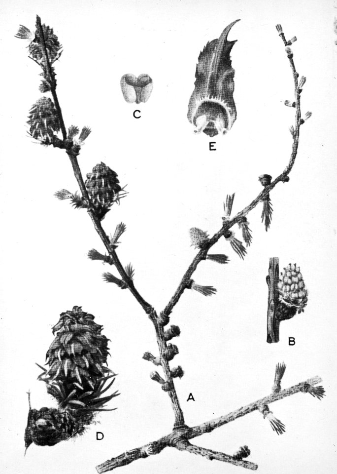 Naaldhout, bomen, bossen, lanen, botanisch, larix decidua, europese larix, Bestanddeelnr 194-0716