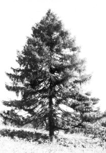 Naaldhout, bomen, bossen, lanen, botanisch, larix decidua, europese larix, Bestanddeelnr 194-0714