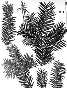 Naaldhout, bomen, bossen, lanen, botanisch, taxus baccata, Bestanddeelnr 193-0553