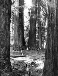 Naaldhout, bomen, bossen, lanen, botanisch, sequoia gigantea, Californië, Bestanddeelnr 193-0519