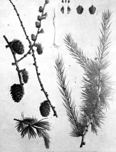 Naaldhout, bomen, bossen, lanen, botanisch, larix decidua, Bestanddeelnr 193-0473