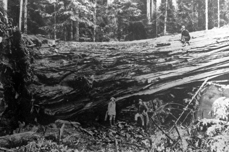 Naaldhout, bomen, bossen, lanen, botanisch, sequoia gigantea, Californië, Bestanddeelnr 193-0517