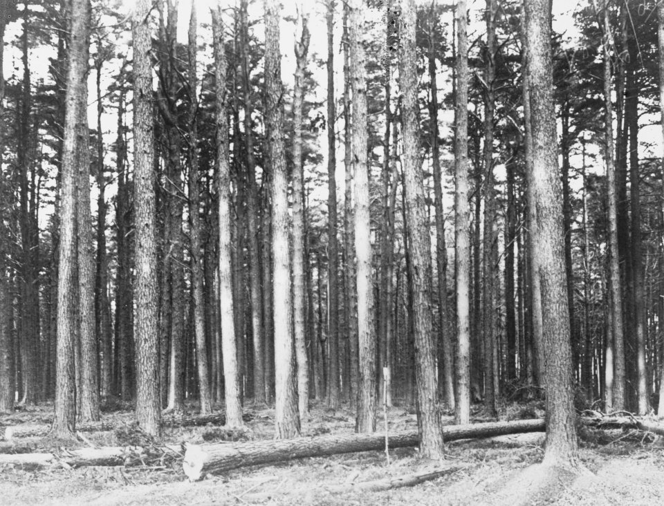 Naaldhout, bomen, bossen, lanen, botanisch, pijnbos, Groot-Brittannië, Bestanddeelnr 194-0527