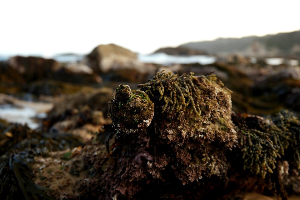 Mystery Bay, Eurobodalla National Park, New South Wales, Australia 24