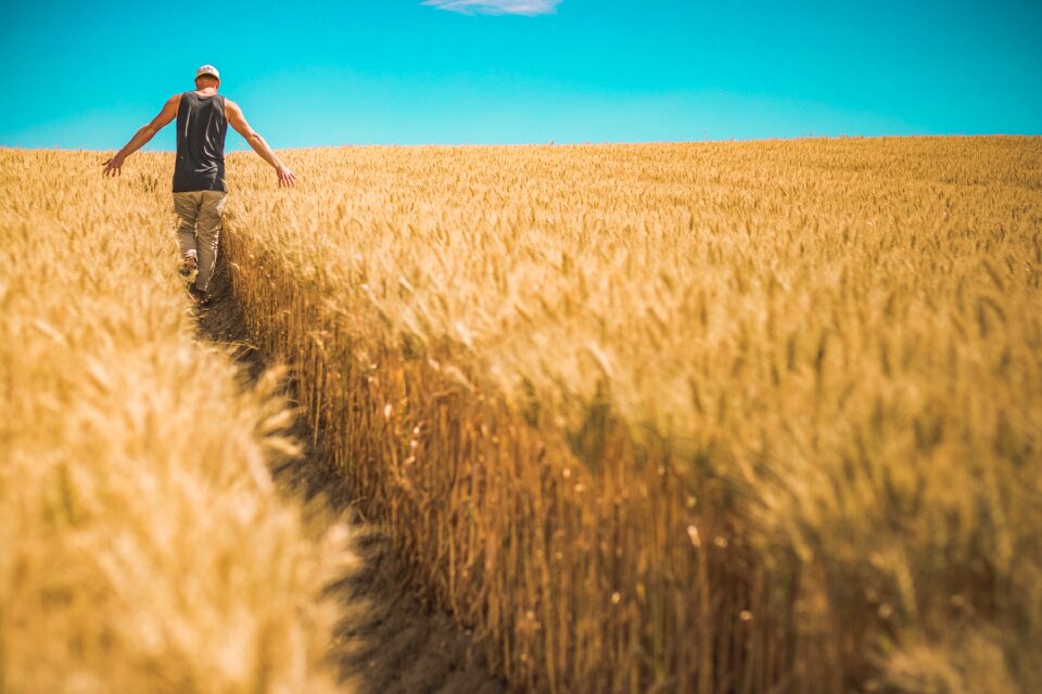 Cropland farm farmland