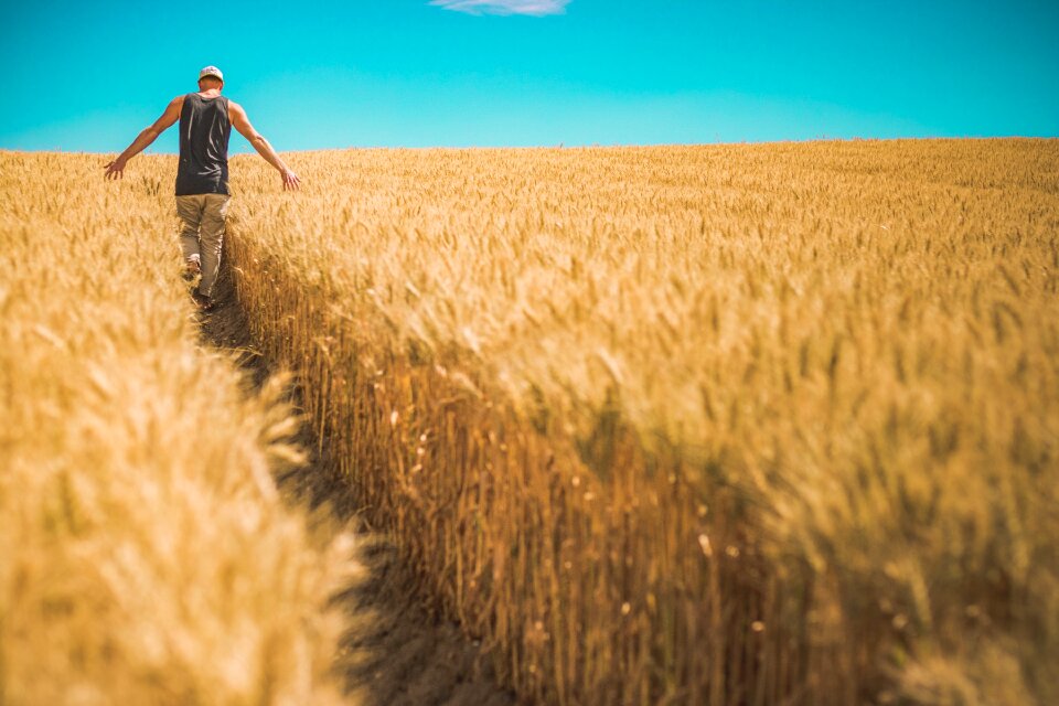 Cropland farm farmland photo