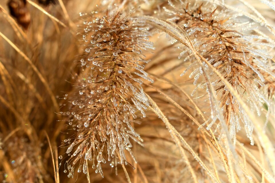 Autumn hoarfrost frozen