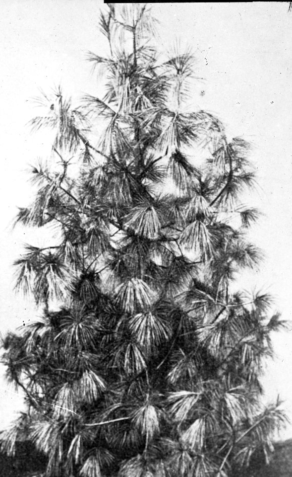 Naaldhout, bomen, bossen, lanen, botanisch, pinus excelsa, Bestanddeelnr 193-0505