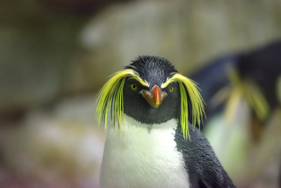 Animal bill antarctica
