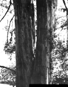 Naaldhout, bomen, bossen, lanen, botanisch, taxus baccata, Bestanddeelnr 193-0554