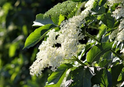 Blooms herbs health