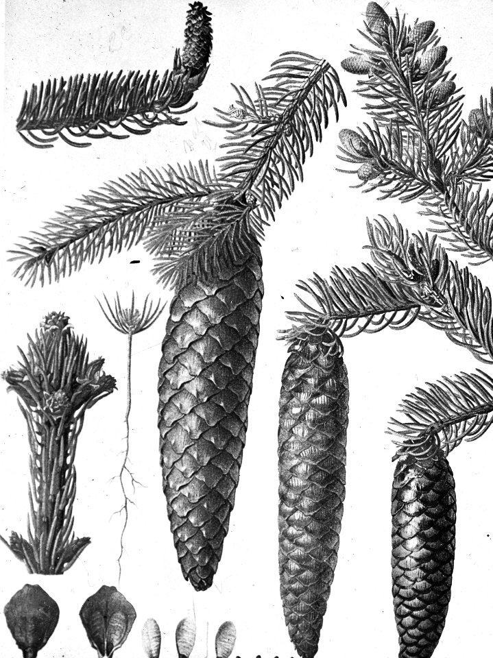 Naaldhout, bomen, bossen, lanen, botanisch, picea excelsa, Bestanddeelnr 193-0442