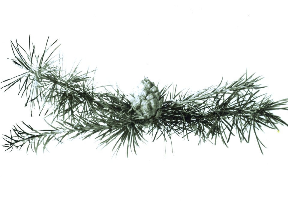 Naaldhout, bomen, bossen, lanen, botanisch, westsiberische lork, larix sibirica, Bestanddeelnr 194-0484