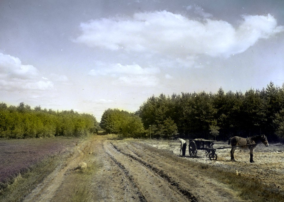 Naaldhout, bomen, bossen, lanen, botanisch, dennebos, hakhout, Bestanddeelnr 193-1202