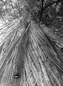 Naaldhout, bomen, bossen, lanen, botanisch, sequoia gigantea, Californië, Bestanddeelnr 193-0520