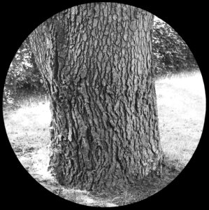 Naaldhout, bomen, bossen, lanen, botanisch, cedrus libani, Bestanddeelnr 193-0479