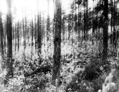 Naaldhout, bomen, bossen, lanen, botanisch, dennenbos, amerikaanse eik, Bestanddeelnr 194-0482