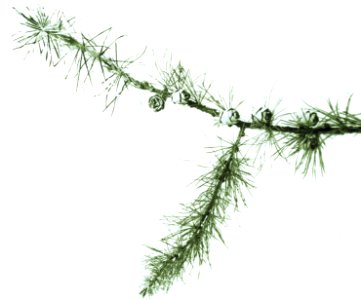 Naaldhout, bomen, bossen, lanen, botanisch, canadese lork, larix laricina, Bestanddeelnr 194-0486