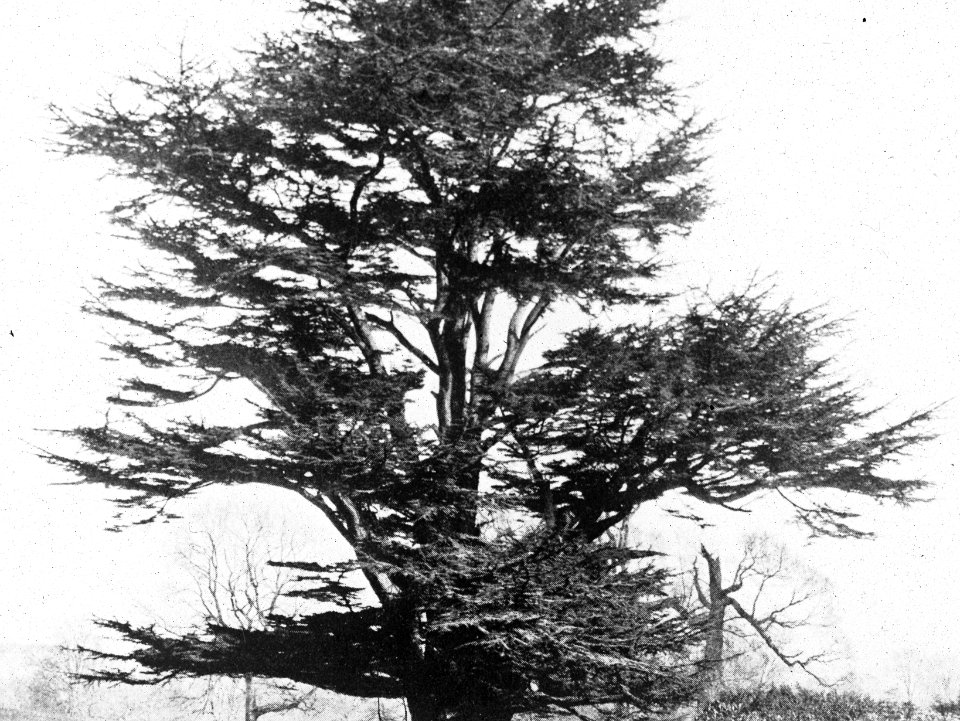 Naaldhout, bomen, bossen, lanen, botanisch, cedrus libani, Bestanddeelnr 193-0478