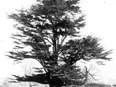 Naaldhout, bomen, bossen, lanen, botanisch, cedrus libani, Bestanddeelnr 193-0478