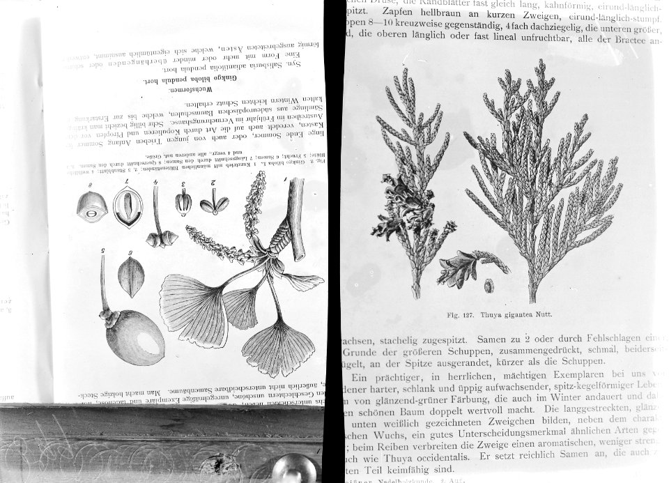Naaldhout, thuja gigantea, ginko biloba, Bestanddeelnr 253-7086