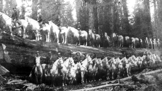 Naaldhout, bomen, bossen, lanen, botanisch, sequoia gigantea, Californië, Bestanddeelnr 193-0521