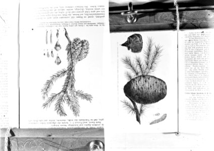 Naaldhout, picea nigra, cedrus, Bestanddeelnr 253-7092